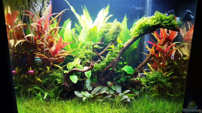 Aquarium Hauptansicht von Juwel Lido 120 - Amazonasbecken von Jaype (1)