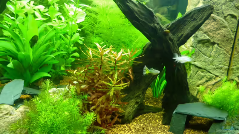 Aquarium Hauptansicht von Juwel Lido 120 weiß von BVB-Barbe (1)