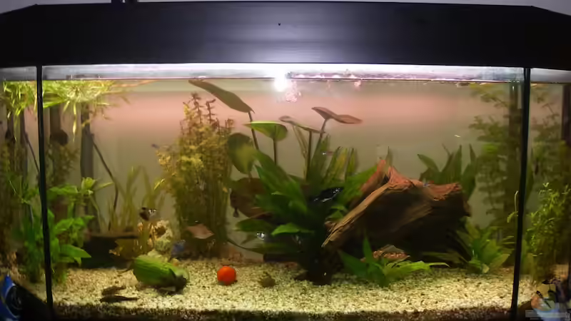 Aquarium Hauptansicht von Juwel Panorama 100 von fynn*09 (1)