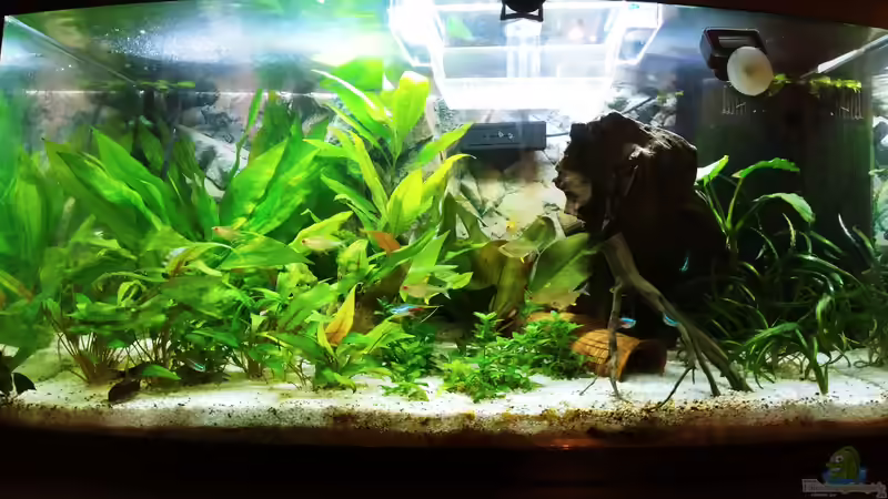 Aquarium Hauptansicht von Juwel Primo 110 LED von Hannes Bstieler (1)