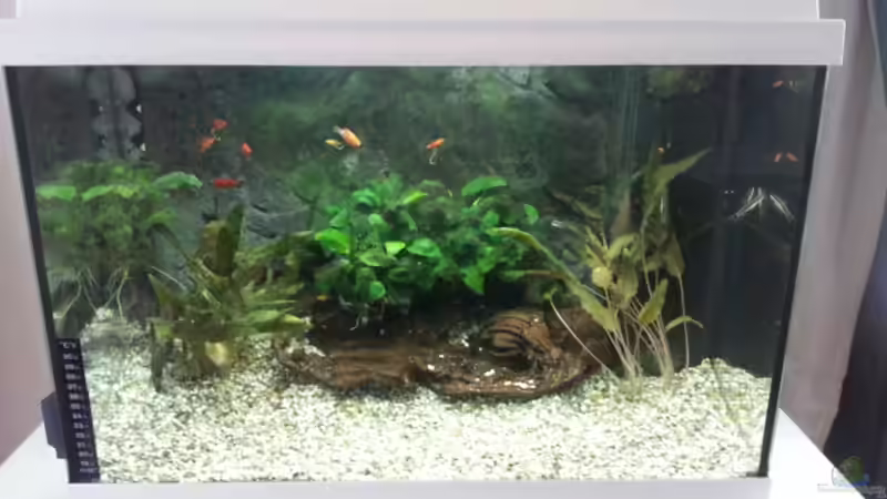 Aquarium Hauptansicht von JUWEL Rekord 700 von DirtyD. (1)