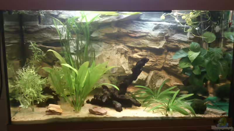 Aquarium Hauptansicht von Juwel Rio 125l Südamerika