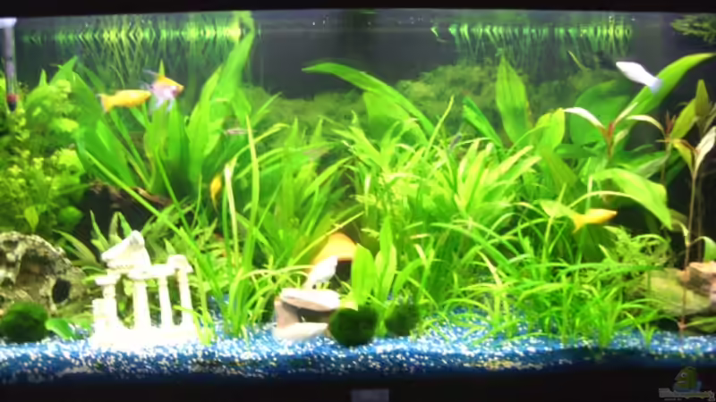 Aquarium Hauptansicht von Juwel Rio 180 von Lollipop (1)
