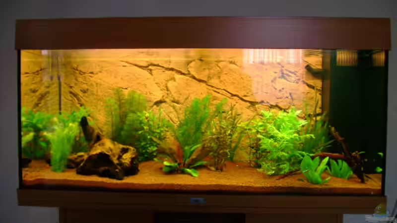 Aquarium Hauptansicht von Juwel Rio 180 von Stefan Hille (1)