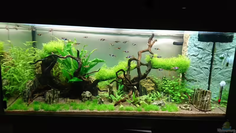 Aquarium Hauptansicht von Juwel Rio 180 von ulli85 (1)