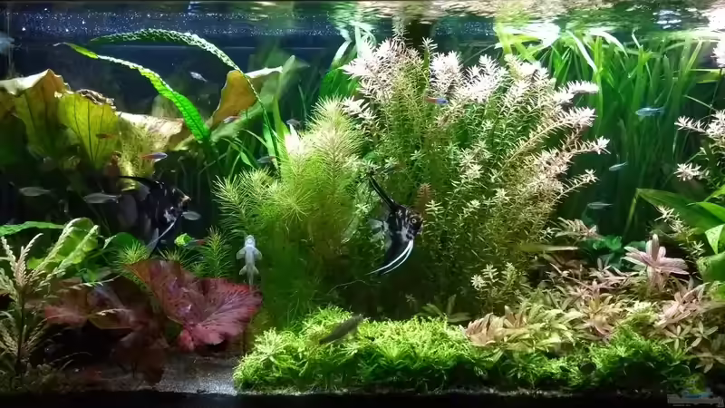 Aquarium Hauptansicht von Juwel Rio 240 von Stephy (1)