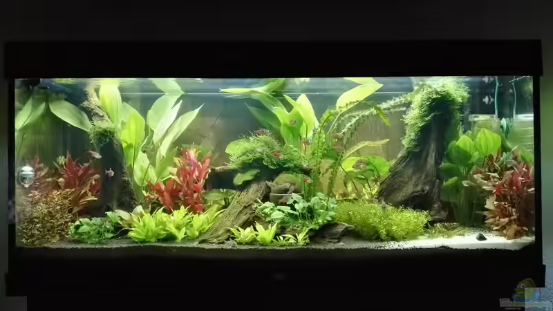 Aquarium Hauptansicht von Juwel Rio 240l LED Südamerika von rembrandt (1)