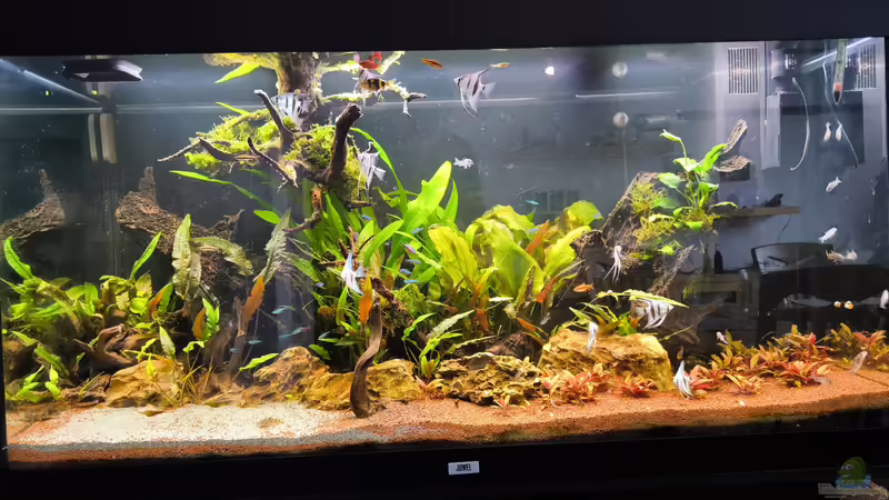 Aquarium Hauptansicht von Juwel rio 300 von Ralf Bercke (1)