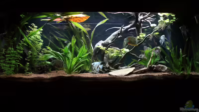Aquarium Hauptansicht von Juwel Rio 400