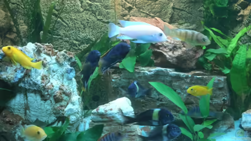 Aquarium Hauptansicht von Juwel Trigon 190 &quot;MALAVI&quot; CW von Christian Wiederanders (1)