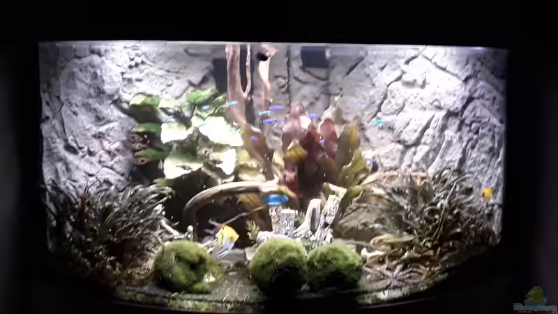 Aquarium Hauptansicht von Juwel Trigon 190 LED SBX white von Kulle (1)