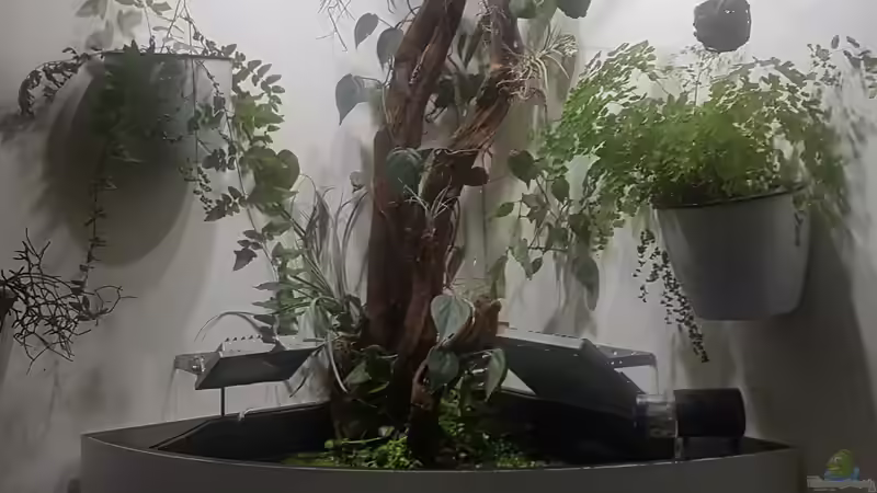 Aquarium Hauptansicht von Juwel Trigon 190 von JalaRoki (1)