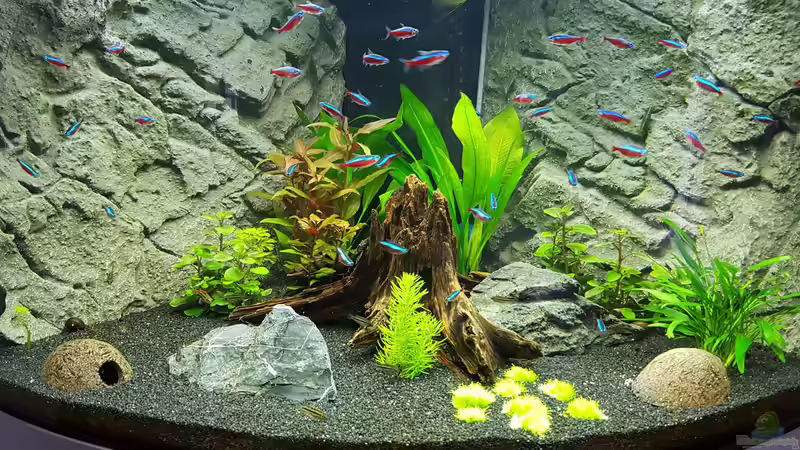 Aquarium Hauptansicht von Juwel Trigon 190 von Jan Ebeling (1)