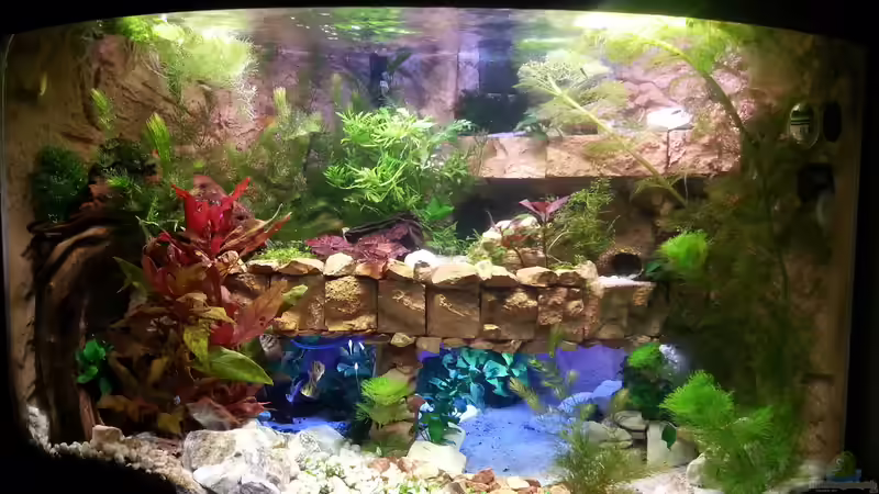 Aquarium Hauptansicht von Juwel Trigon 190