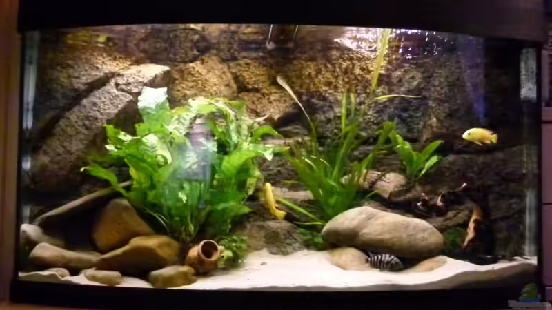 Aquarium Hauptansicht von JUWEL Vision 180 (Existiert so nicht mehr) von Malawilike (1)