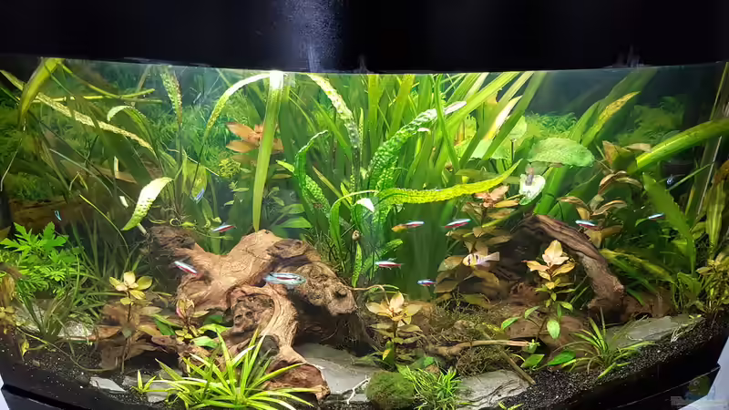 Aquarium Hauptansicht von Juwel Vision 180 Southamerica Fever von painless Tdb-music (1)