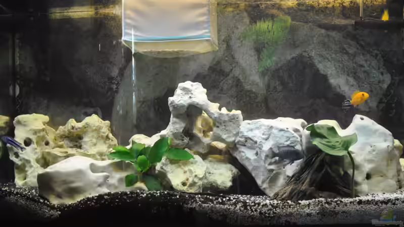 Aquarium Hauptansicht von Juwel Vision 180 von Marco Rath (1)