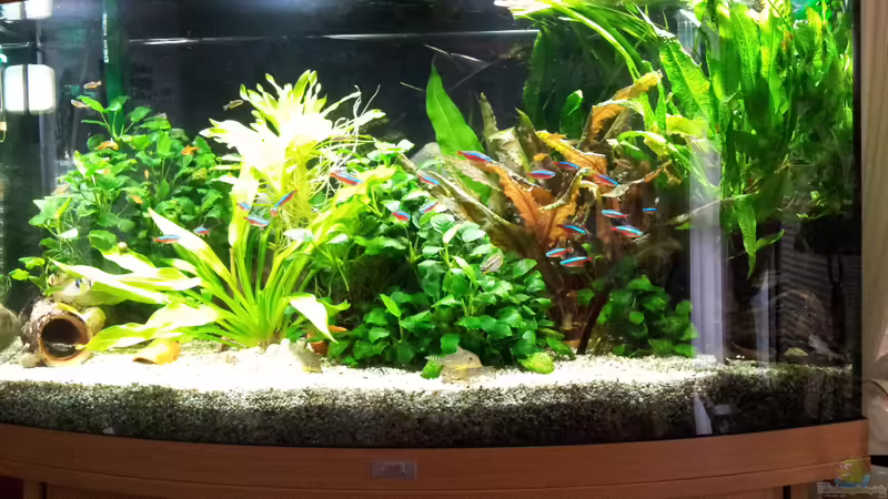 Aquarium Hauptansicht von JUWEL VISION 180