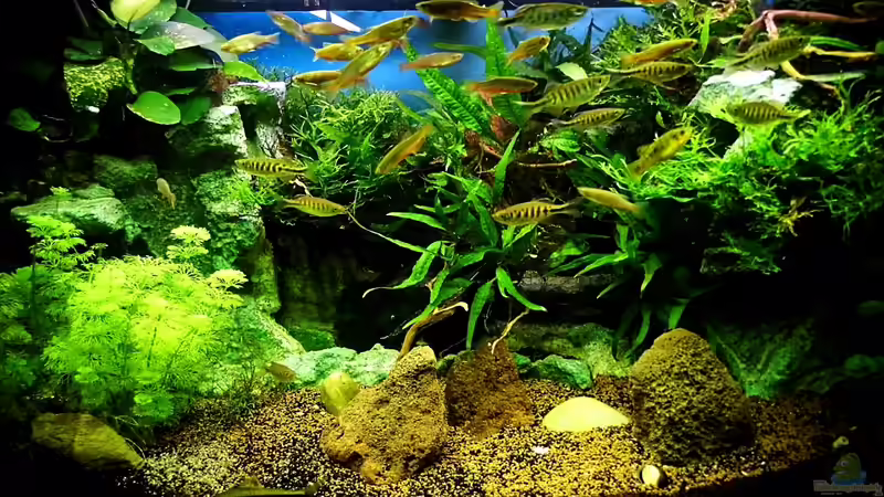 Aquarium Hauptansicht von Juwel Vision 190 Stand 04.01.2014 von snooze (1)
