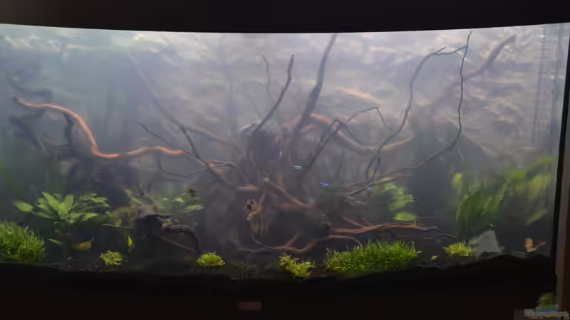 Aquarium Hauptansicht von Juwel Vision 260