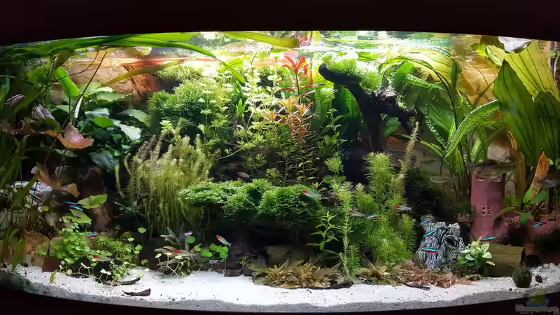 Aquarium Hauptansicht von Juwel Vision 450 Gesellschaftsbecken