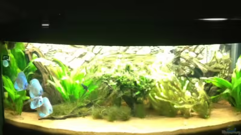 Aquarium Hauptansicht von Juwel Vision von Patrick Peters