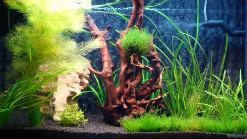 Aquarium Hauptansicht von Juwel125