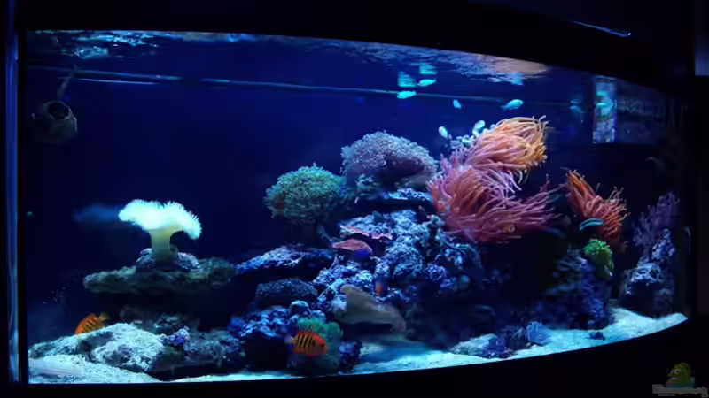 Aquarium Hauptansicht von JuwelVision ! AUFGELÖST !