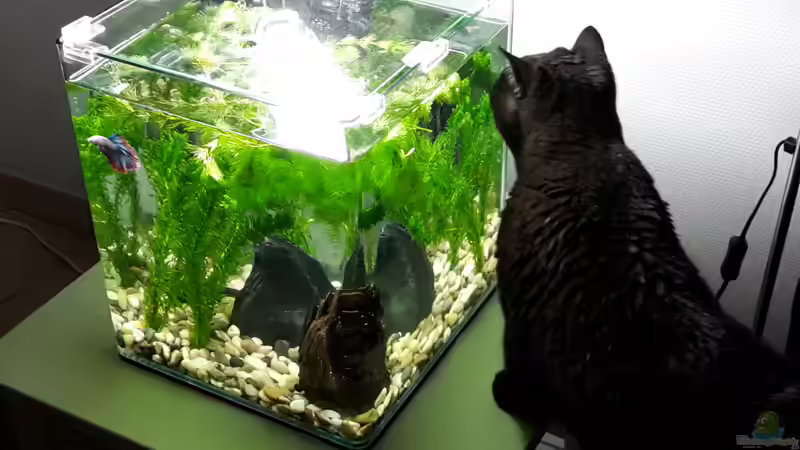 Aquarium Hauptansicht von Kafi Exil