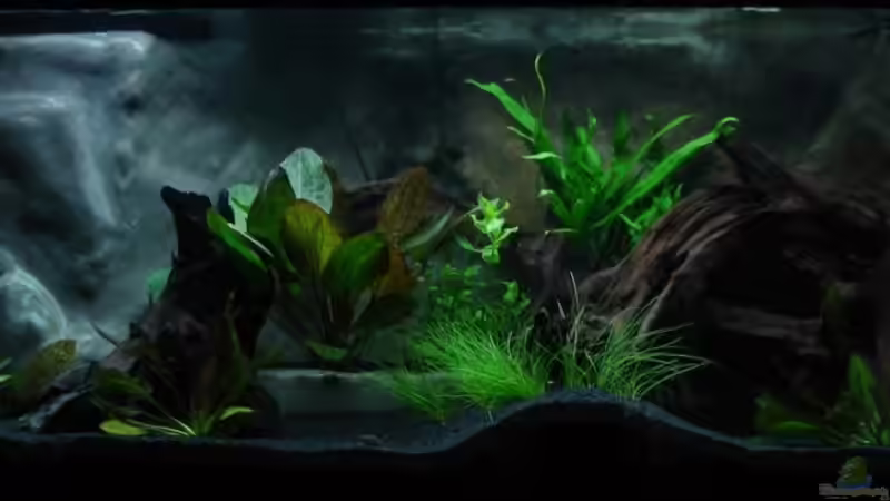 Aquarium Hauptansicht von Kakadus Park Nur noch als Beispiel