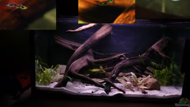 Aquarium Hauptansicht von Kakadus