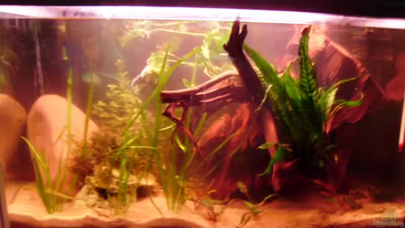 Aquarium Hauptansicht von Kakaduzwergbuntbarsch/ Artenbecken