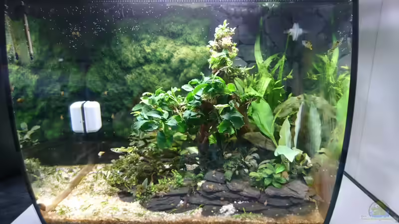 Aquarium Hauptansicht von Kampffisch Becken in der Küche von Inuki (1)