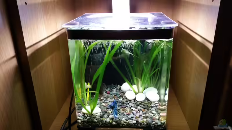 Aquarium Hauptansicht von Kampffisch Nanobecken von nadja9500 (1)