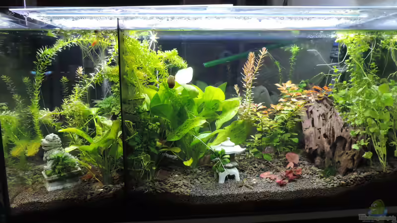 Aquarium Hauptansicht von Kampffisch Paradies