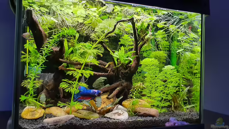 Aquarium Hauptansicht von Kampffischparadies von Malawi-Guard (1)