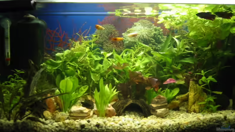 Aquarium Hauptansicht von Kampfis Pension von redzac_w (1)