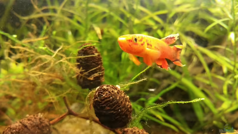 Aquarium Hauptansicht von Kap Lopez Castle von foxi (1)