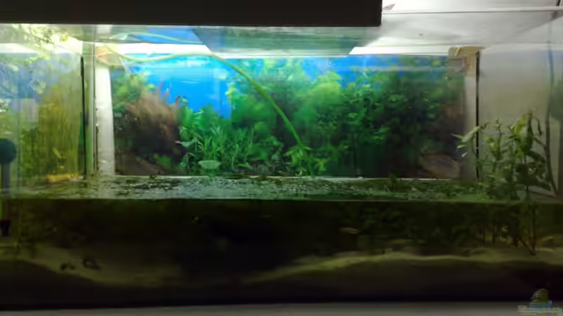 Aquarium Hauptansicht von Kardinälchen