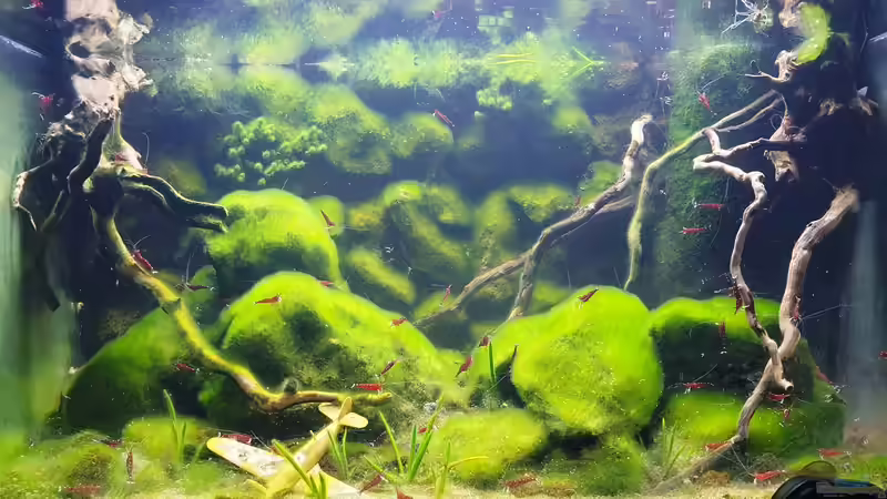 Aquarium Hauptansicht von Kardinalsgarnelen von Roborow