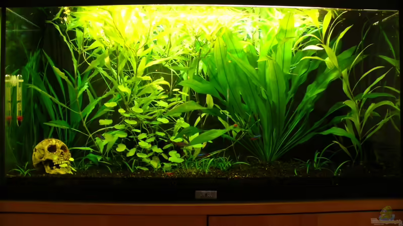 Aquarium Hauptansicht von Keen´s Becken von CommanderKeen (1)