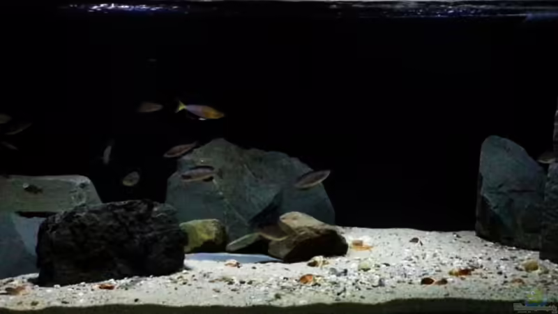 Aquarium Hauptansicht von Kekese meets Kungwe Bay - Nur noch als Beispiel