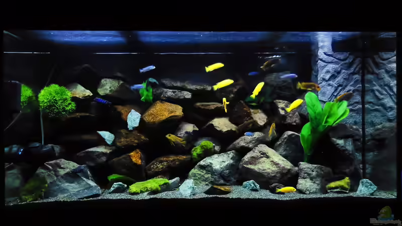 Aquarium Hauptansicht von Kevin`s Malawibecken