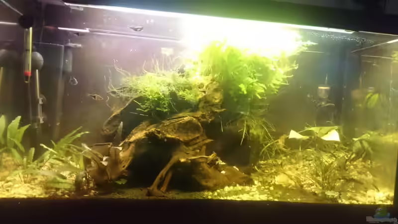 Aquarium Hauptansicht von Kiesgrube von Z to the osel (1)