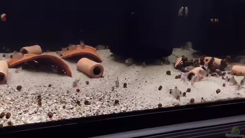 Aquarium Hauptansicht von Kinderstube Corydoras panda (Nurnoch als Beispiel)