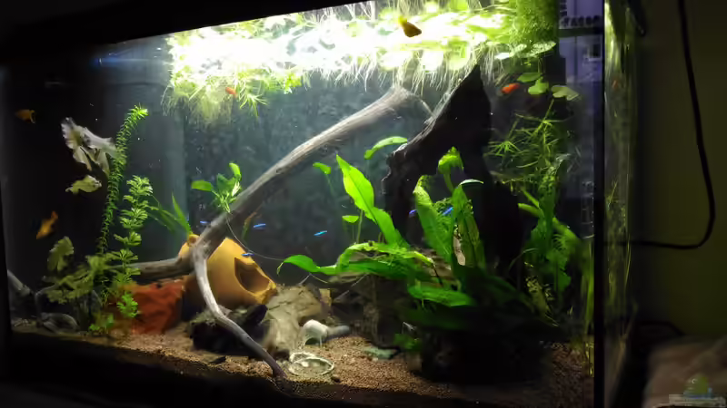 Aquarium Hauptansicht von KITA Rübchen von Zomic (1)