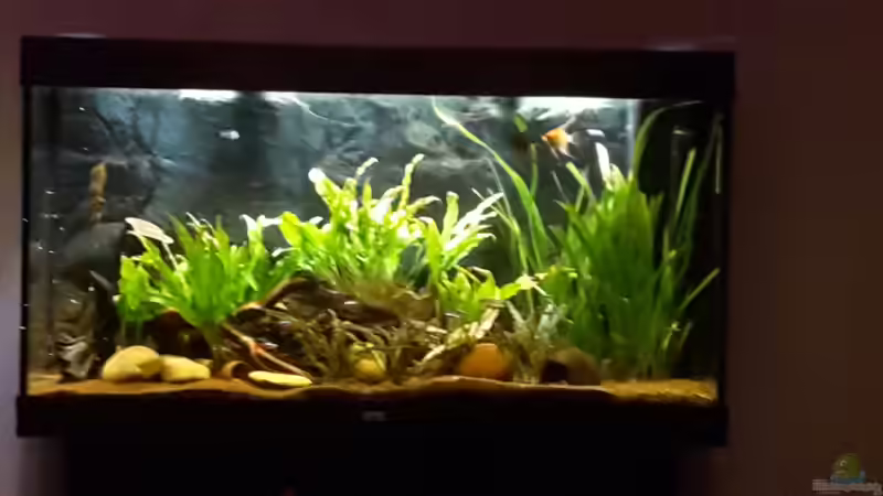 Aquarium Hauptansicht von Klassisches Gesellschaftsaquarium von Hage81 (1)