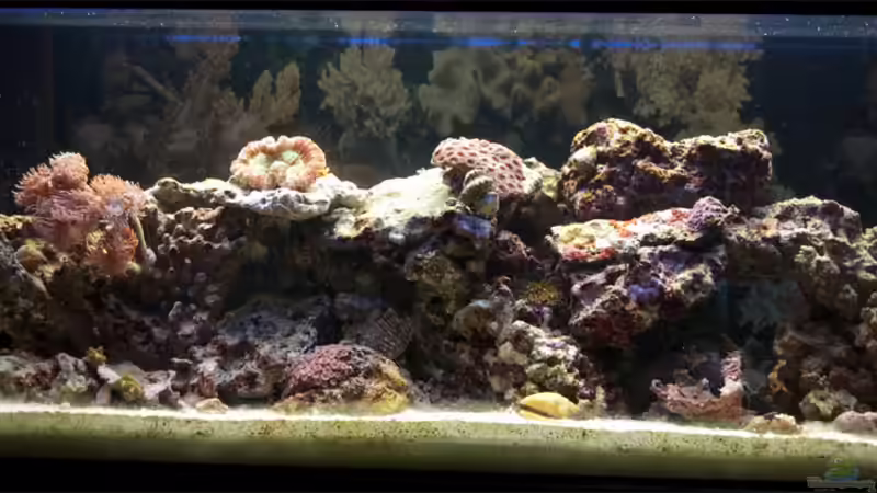 Aquarium Hauptansicht von klein aber fein