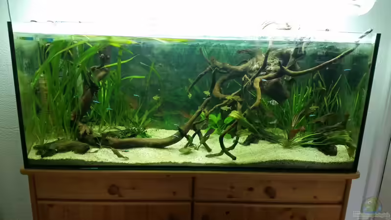 Aquarium Hauptansicht von Klein-Amazonien von Tigerlotus (1)