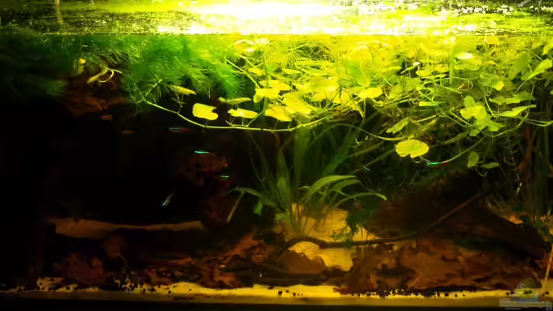 Aquarium Hauptansicht von Klein-Südamerika. Mit Kröten.